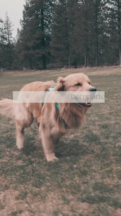 🐕 Arnés LED Antitirones Ergonómico